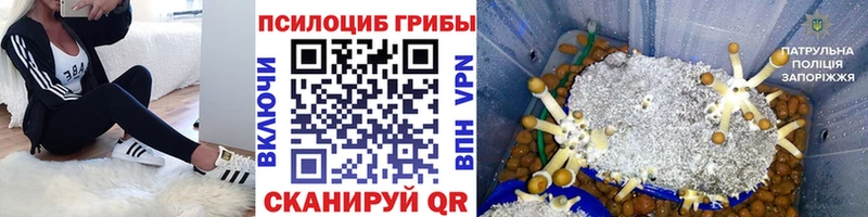 Псилоцибиновые грибы Psilocybe  гидра как зайти  Бугуруслан 